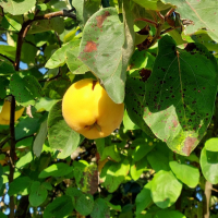 Der große Quitten-Workshop
